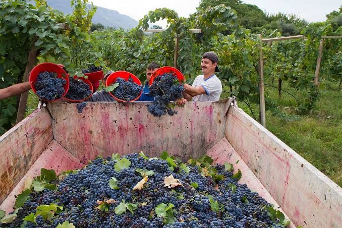 Australian grape harvest