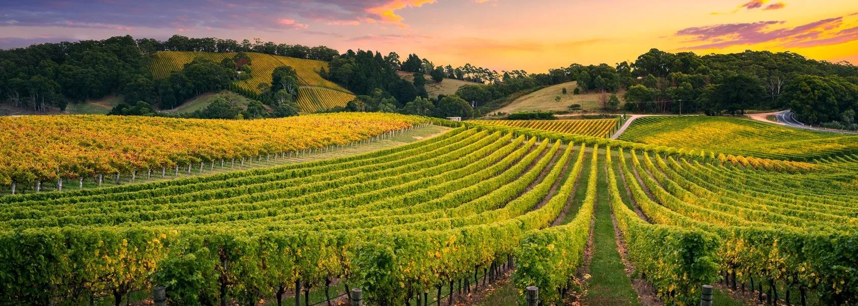 Australian vineyard, Adelaide Hills